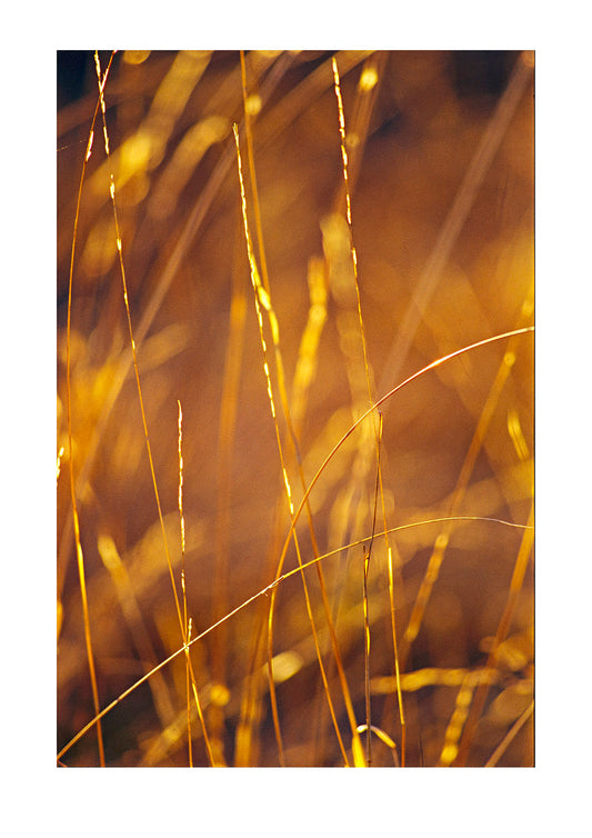 Delicate blades of grass backlit in morning light. Epping National Park, Queensland, Australia.