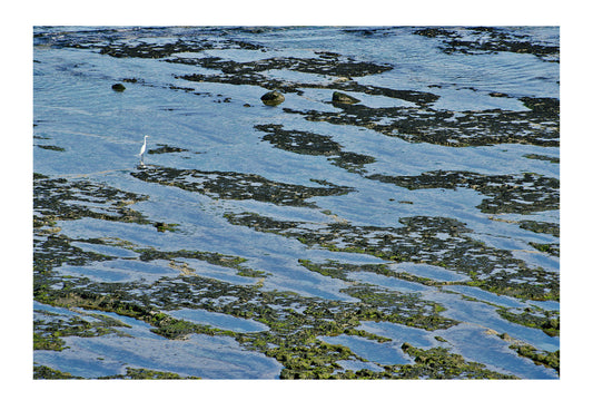 An aerial view of a Great Egret, Casmerodius albus, on an exposed reef at low tide. Peninsula Valdez, Patagonia, Argentina.